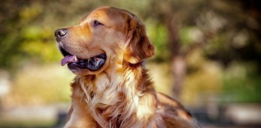 Усыпить собаку безболезненно (наркоз), усыпить кошку безболезненно (наркоз) городе Щелково