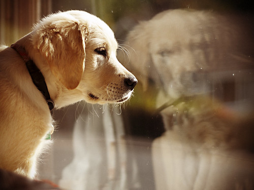 Усыпление (эвтаназия) животных на дому в городе Щелково Московской области