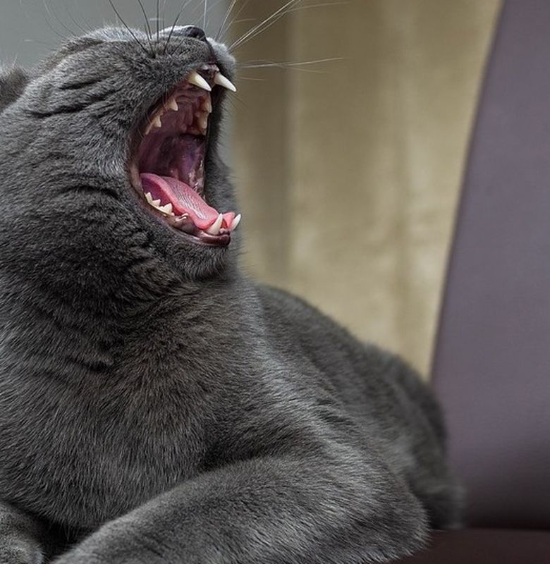 Усыпление агрессивных животных (собаки, кошки) Щелково