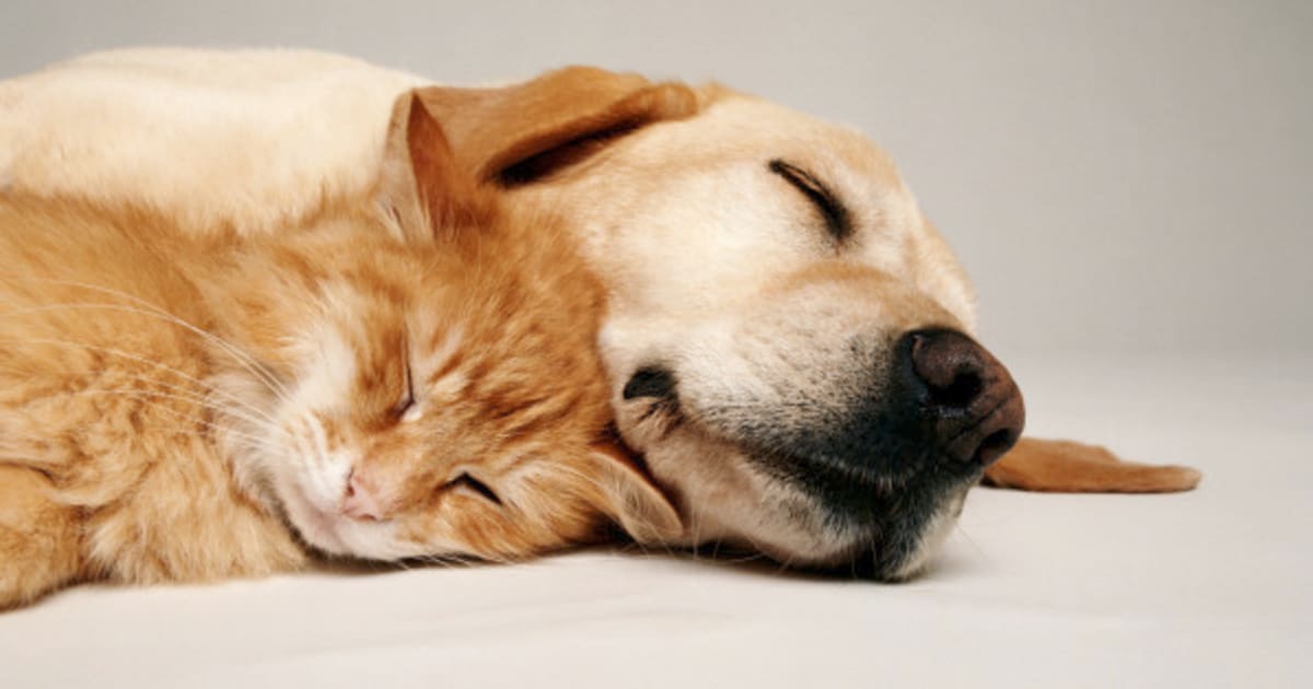 Патологоанатомическое вскрытие животного (собаки, кошки, кролика) в Щелково